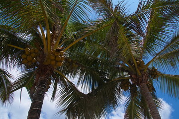 Fototapeta na wymiar Coconut palm trees at Puerto Villamil on Isabela island of Galapagos islands, Ecuador, South America 