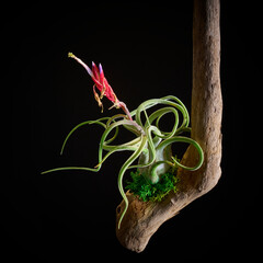 黒バックに映える紫の花のエアプランツ・カプトメデューサエ