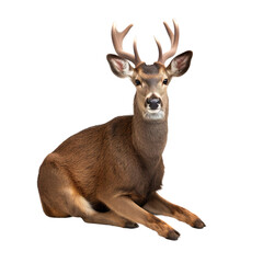 animal Deer sitting on transparent background, generative Ai