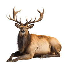 animal Elk sitting on transparent background, generative Ai