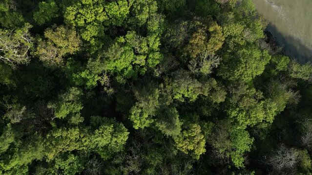 Elberry Cove, Torbay, South Devon, England: DRONE VIEWS: Overhead view of tree tops and the sea, which gives a nice contrast between the green-yellow coloured tree foliage and the blue-aquamarine sea.