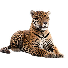 animal Jaguar sitting on transparent background, generative Ai