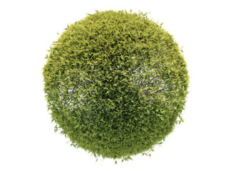 Thuja Top View Shrub Bush