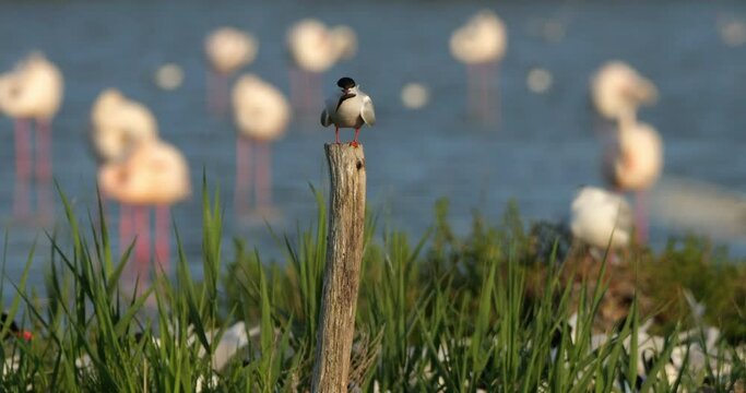 Common tern perched, (Sterna hirundo) The Camargue, France