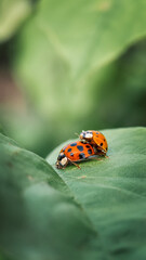 two ladybugs on a green leaf. macro photography