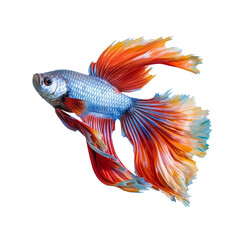colorful betta fish isolated on transparent background cutout , generative ai
