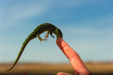 A small green lizard attacks a person by biting his finger. High quality photo