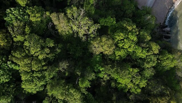 Elberry Cove, Torbay, South Devon, England: DRONE VIEWS: Direct, overhead view of tree tops in Churston woods.