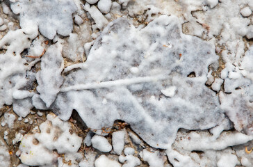 A closeup of crystallized salt on a fallen leaf on the ground