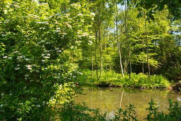 Obraz premium Frühling im Grand Ried bei Erstein im Elsass