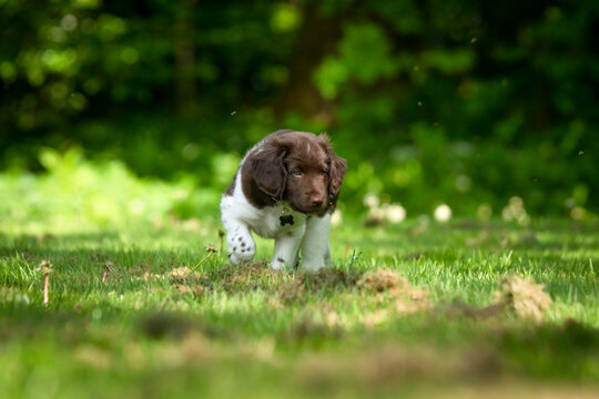 Cute stabyhoun puppy on a green lawn near a forest in the spring