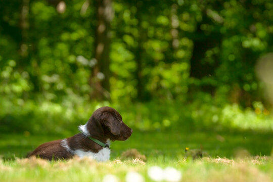 Cute stabyhoun puppy on a green lawn near a forest in the spring