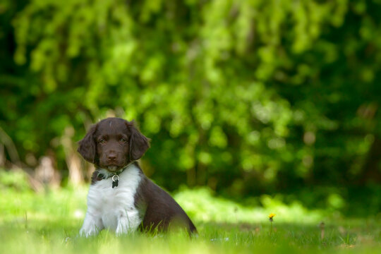Cute stabyhoun puppy on a green lawn near a forest in the spring