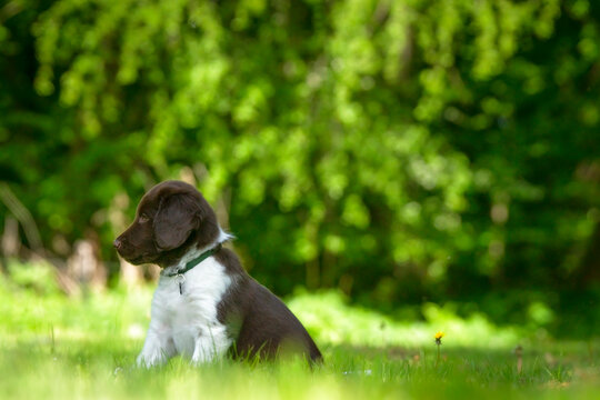 Cute stabyhoun puppy on a green lawn near a forest in the spring