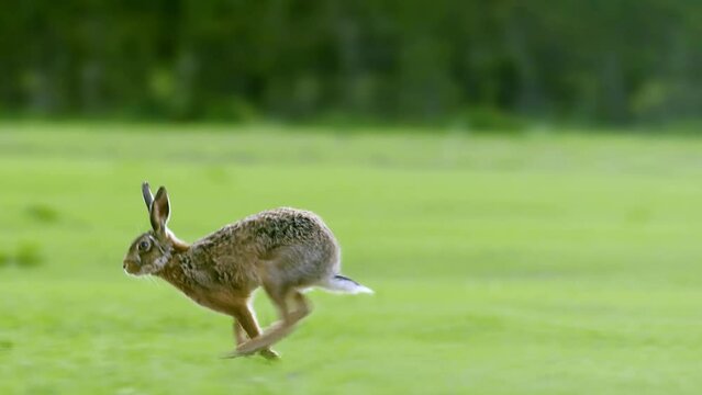 Hare is running in the beautiful light on green grassland.