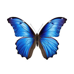 Fototapeta premium Blue Morphos butterfly isolated on white