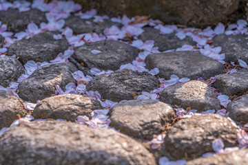 風情のある桜の花びら　石畳
