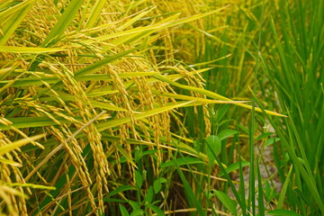 Rice field agriculture grain food  yield season 