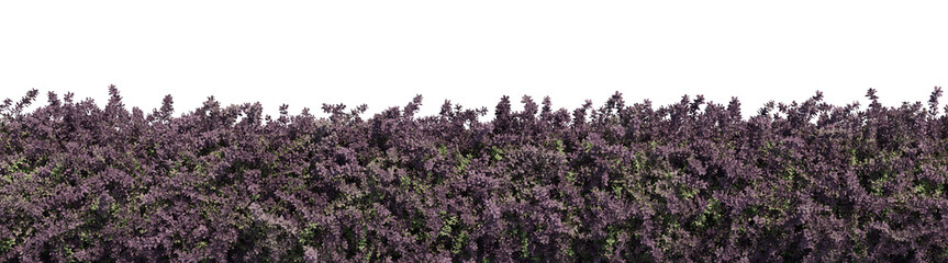 Evergreen Shrubs and plants in nature, Trees on garden in springtime with isolated on transparent background - PNG file, 3D rendering illustration for create and design or etc