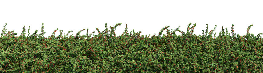 Obraz premium Evergreen Shrubs and plants in nature, Trees on garden in springtime with isolated on transparent background - PNG file, 3D rendering illustration for create and design or etc