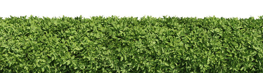 Fototapeta na wymiar Evergreen Shrubs and plants in nature, Trees on garden in springtime with isolated on transparent background - PNG file, 3D rendering illustration for create and design or etc