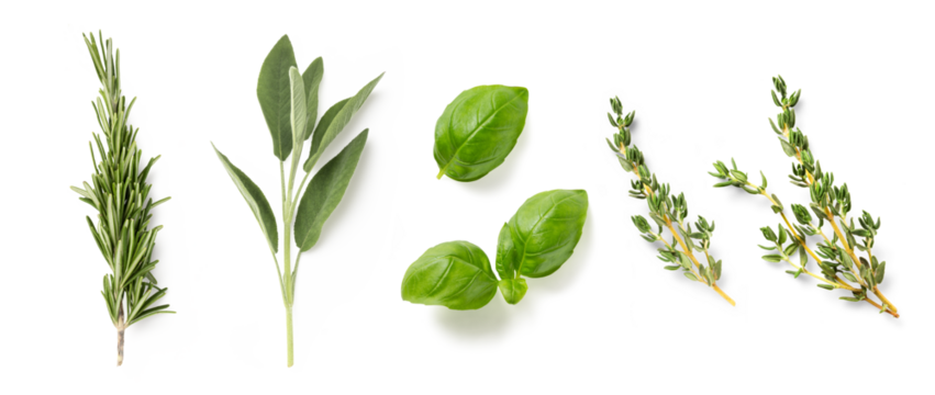 fresh mediterranean herbs isolated over a transparent background rosemary, sage, basil and thyme, farm fresh food and healthy diet herbal design elements, PNG
