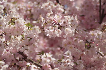 pink cherry blossom