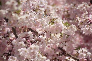 cherry blossom