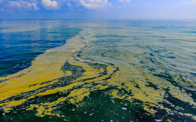 (Nodularia spumigena), ecological disaster, a toxic blue-green algae bloom in the Black Sea