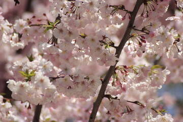 cherry tree blossom
