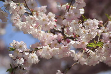 tree blossom