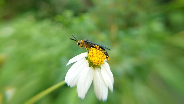 A wasp is any insect of the narrow-waisted suborder Apocrita of the order Hymenoptera, wasp on flower