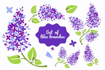 Set of beautiful lilac branches in vector. Flat style. 
