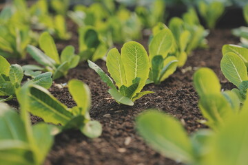 Asian woman farmer using digital tablet in vegetable garden at greenhouse, Business agriculture technology concept, quality smart farmer.