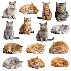 set of cats