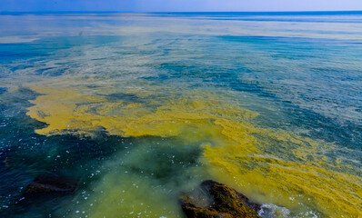 (Nodularia spumigena), ecological disaster, a toxic blue-green algae bloom in the Black Sea