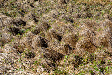 Tourbière vosgienne et végétation étrange
