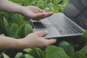 Asian woman farmer using digital tablet in vegetable garden at greenhouse, Business agriculture technology concept, quality smart farmer.