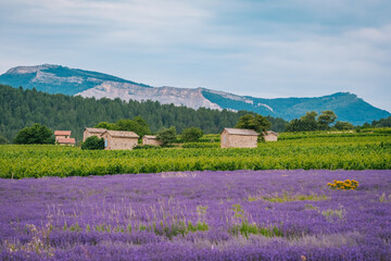  Lavender field with old winemaker cabin and mountains near Chatillon en Diois, in the south of...