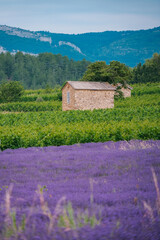 Fototapeta na wymiar Lavender field with old winemaker cabin and mountains near Chatillon en Diois, in the south of France (Drome)