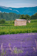  Lavender field with old winemaker cabin and mountains near Chatillon en Diois, in the south of...