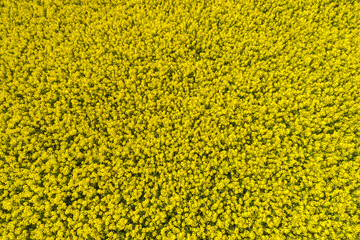 Aerial view of yellow canola field, Germany