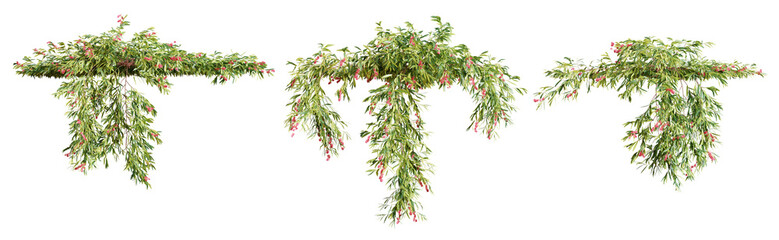 Set of Grevillea Poorinda creeper plant, isolated on transparent background. 3D render.