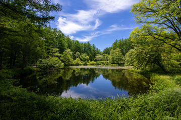 Obraz premium lake in the forest