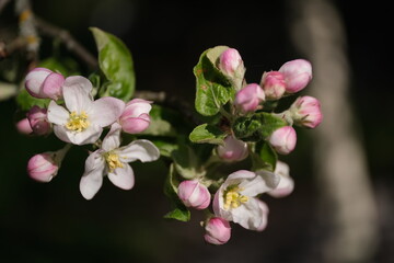 Apple blossoms are visible. Blurred background