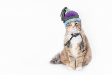 Beautiful seiose Cat in a knitted scarf and a knitted hat. Lovely Kitten dressed in a knitted outfit. Pet care. Clothing for animal. Studio shot of Kitten in festive outfit. Web banner.