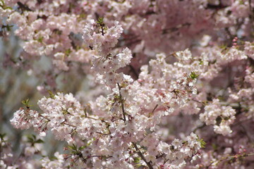 tree blossom