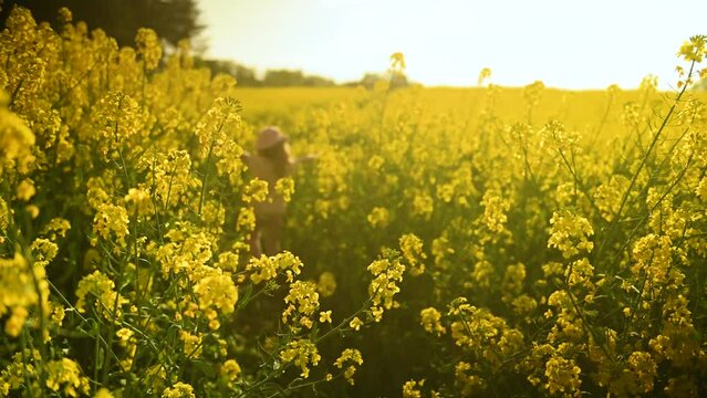 Small girl walking in canola fields in evening sunlight in spring 2