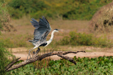 cocoi heron (Ardea cocoi) flying and searching for food in the wetlands of the North Pantanal, Mato Grosso, Brazil