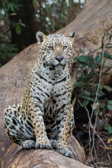 Naklejka na ściany i meble Jaguar (Panthera onca) resting in the Northern Pantanal in Mata Grosso in Brazil